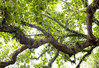 Trees and Vegetation